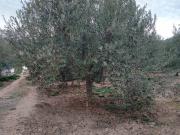 Terreno en Venta en Petrés