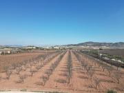 Terreno en Venta en Pinoso El Pinós