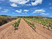 Terreno en Venta en Pinoso El Pinós