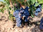 Terreno en Venta en Pinoso El Pinós