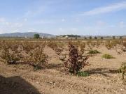 Terreno en Venta en Pinoso El Pinós