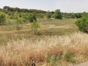 Terreno en Venta en Pioz