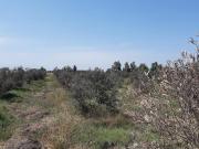 Terreno en venta en Pisco Fundo Olivico con cultivo de...