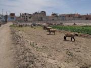 Terreno en venta en Pocollay a S/2,960,000