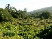 Terreno en Venta en Pontevedra Terreno en Venta en Pontevedra