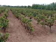 Terreno en Venta en Puerto Real
