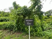 Terreno en venta en Punta de Mita | Bolongo 410