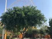 Terreno en venta en Residencial el Fresno, Torreón,...