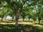 Terreno en VENTA en Residencial La Joya II