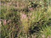 Terreno en venta en Residencial Victoria, Colima, Colima