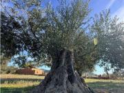 Terreno en Venta en Roses