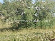 Terreno en Venta en Sa Pobla