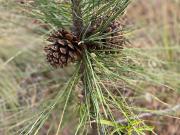 Terreno en venta en San Antonio de las Alazanas,...