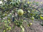 Terreno en Venta en San Bartolomé de Tirajana