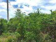 TERRENO EN VENTA EN SAN DIEGO CUTZ, CONKAL, YUCATÁN. CTV132