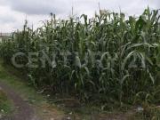 Terreno en Venta en San Lorenzo Tepaltitlán, Toluca,...