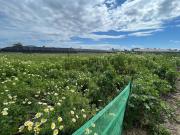 Terreno en Venta en Sanlúcar de Barrameda