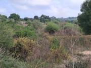 Terreno en Venta en Sant Llorenç des Cardassar