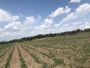 Terreno en venta en Santa Ana Xalmimilulco, Huejotzingo,...