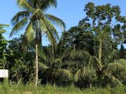 Terreno en venta en Satipo a S/470,000