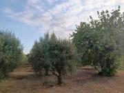Terreno en Venta en Selva