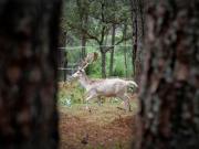 TERRENO EN VENTA EN SENDERO DE LOS VENADOS