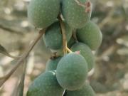 Terreno en Venta en Sevilla