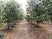 Terreno en venta en Sudanell, de 30.000 m² por 65.000