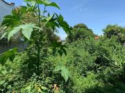 Terreno en venta en Sumiya, Jiutepec, Morelos