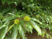 Terreno en Venta en Teo