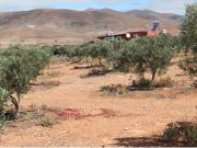 Terreno en venta en Tiscamanita