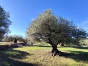 Terreno en venta en Tivenys, de 6.642 m² por 15.000 Terreno en venta en Tivenys, de 6.642 m² por 15.000