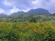 Terreno en venta en Tlayacapan Morelos, gran oportunidad...