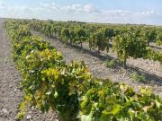 Terreno en Venta en Torralba de Calatrava
