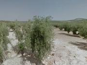 Terreno en Venta en Torredonjimeno