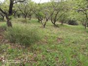 Terreno en Venta en Totalán