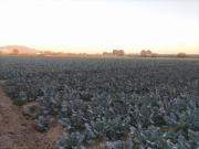 Terreno en Venta en Totana