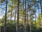 Terreno en Venta en Trillo