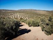 Terreno en Venta en Úbeda