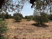 Terreno en Venta en Utrera