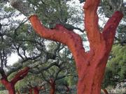 Terreno en Venta en Valdesalor Rincón de Ballesteros