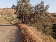 Terreno en Venta en Vélez Málaga