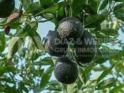 Terreno en venta en Vélez Málaga