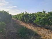 Terreno en Venta en Vinaròs Terreno en Venta en Vinaròs