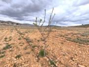 Terreno en Venta en Yecla