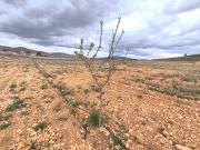 Terreno en Venta en Yecla