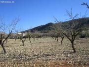 terreno en Venta en Yecla. PXOL T848