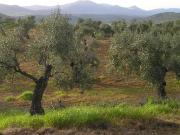 Terreno en venta en Zafra