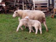 Terreno en venta Gijón