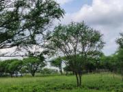 Terreno en Venta La Purísima, Montemorelos N.L